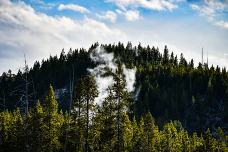 White,Steam,Coming,Out,Of,Geyser,Seen,Through,Pine,Tree