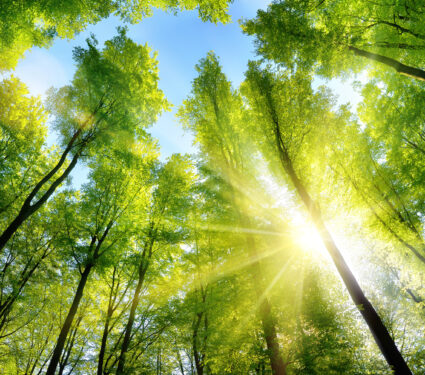 The,Sun,Beautifully,Illuminating,The,Green,Treetops,Of,Tall,Beech