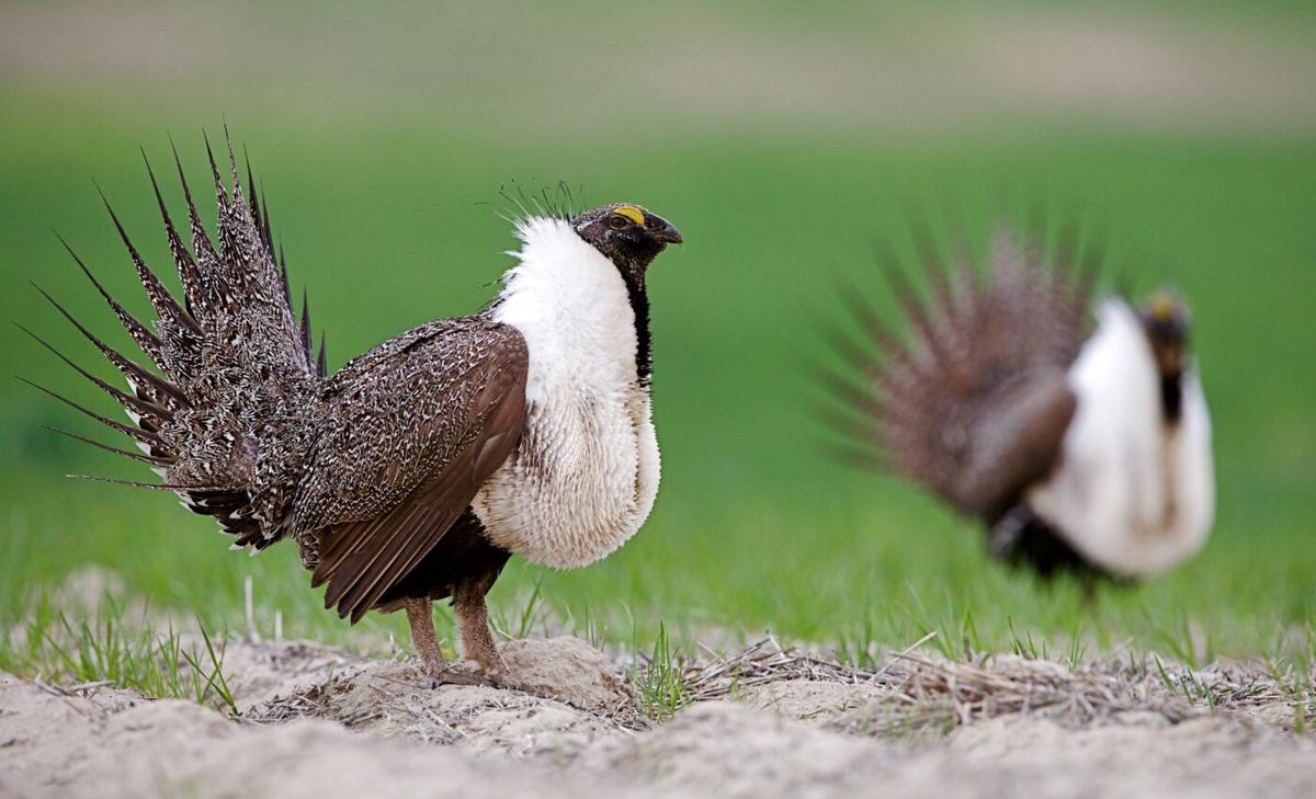 Hunting regulations have helped safeguard the sage grouse