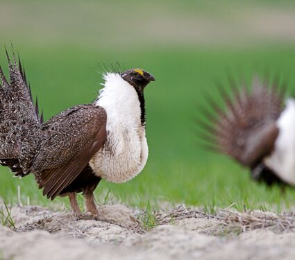 Sage-grouse.jpg