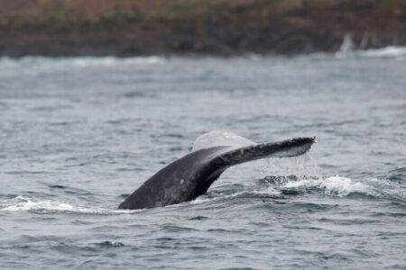 2021/10/whaleneartheFarallonislands-768w.jpg