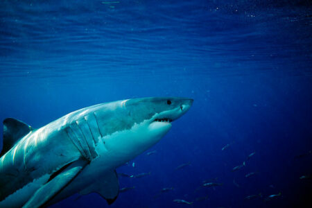 2021/10/greatwhitesharkoffFaralloneIslands-768w.jpg