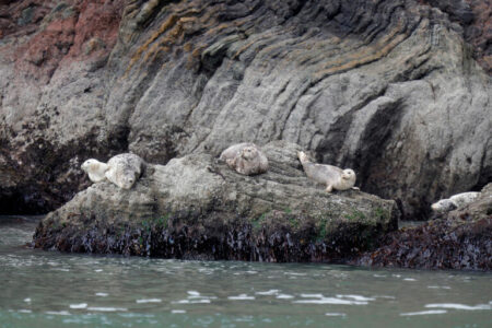 2021/10/sealsontheFaralloneIslands-768w.jpg