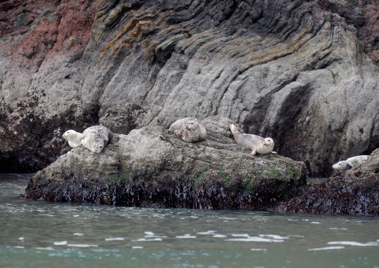 Dense wildlife
