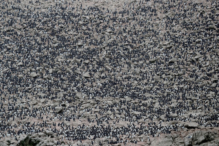 Thriving bird population