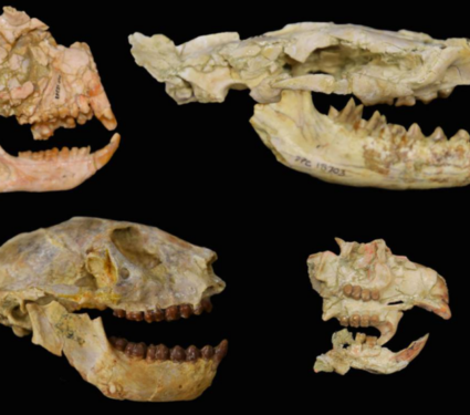 2021/10/Mass-extinction.png