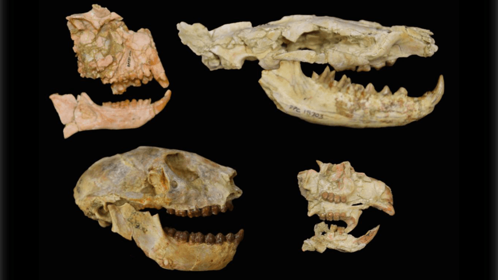 Fossils reveal a previously unknown mass extinction event