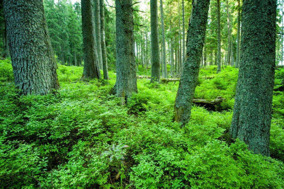 Carbon sinks are a powerful weapon against climate change
