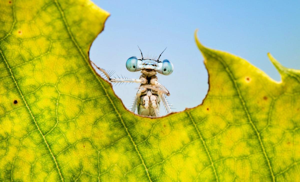 Land use and climate are major contributors to insect decline