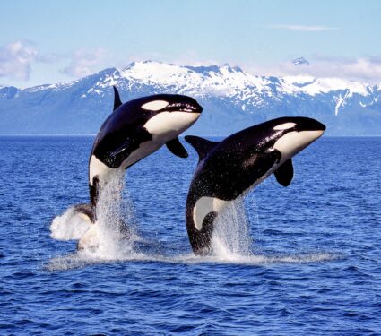 Killer-whales.jpg