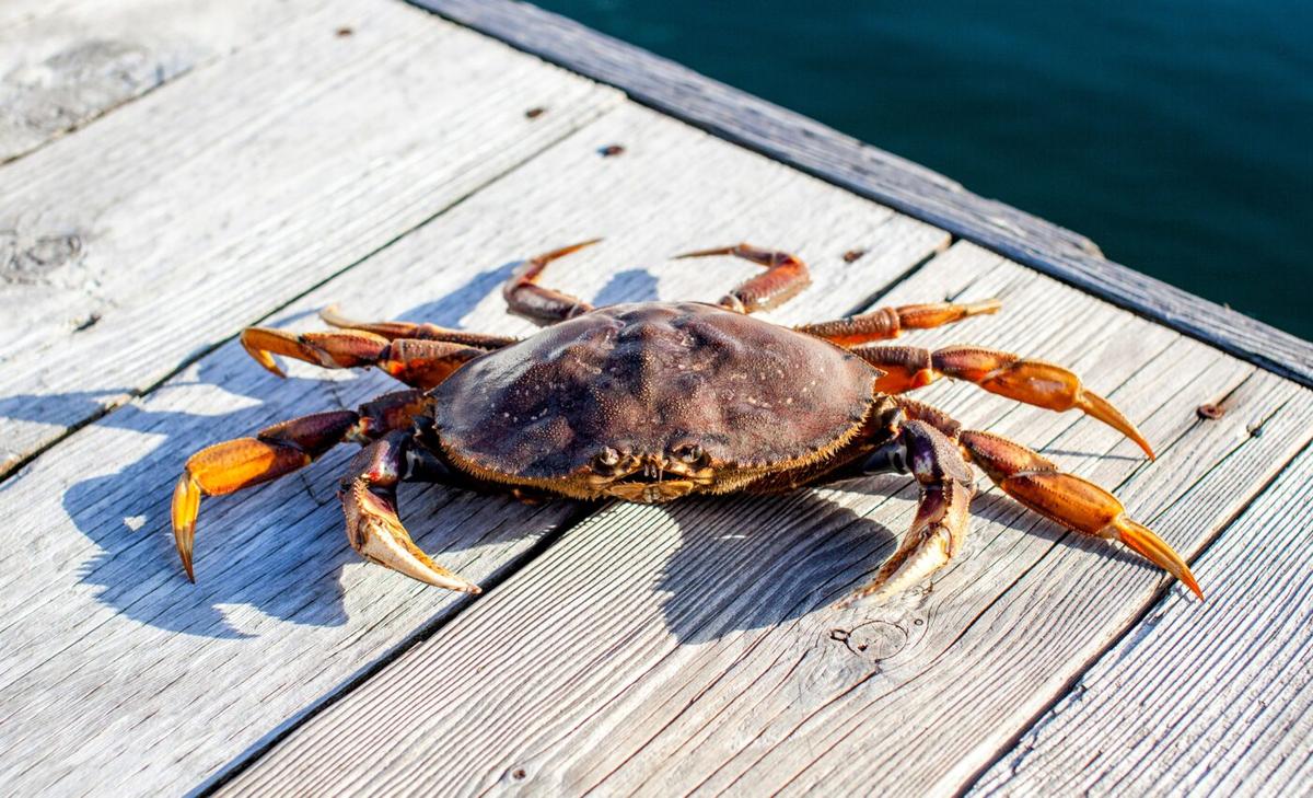 How climate change will affect the Dungeness crab