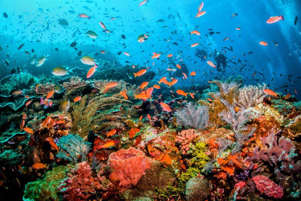 Global Reef Expedition reveals the extent of the coral reef crisis