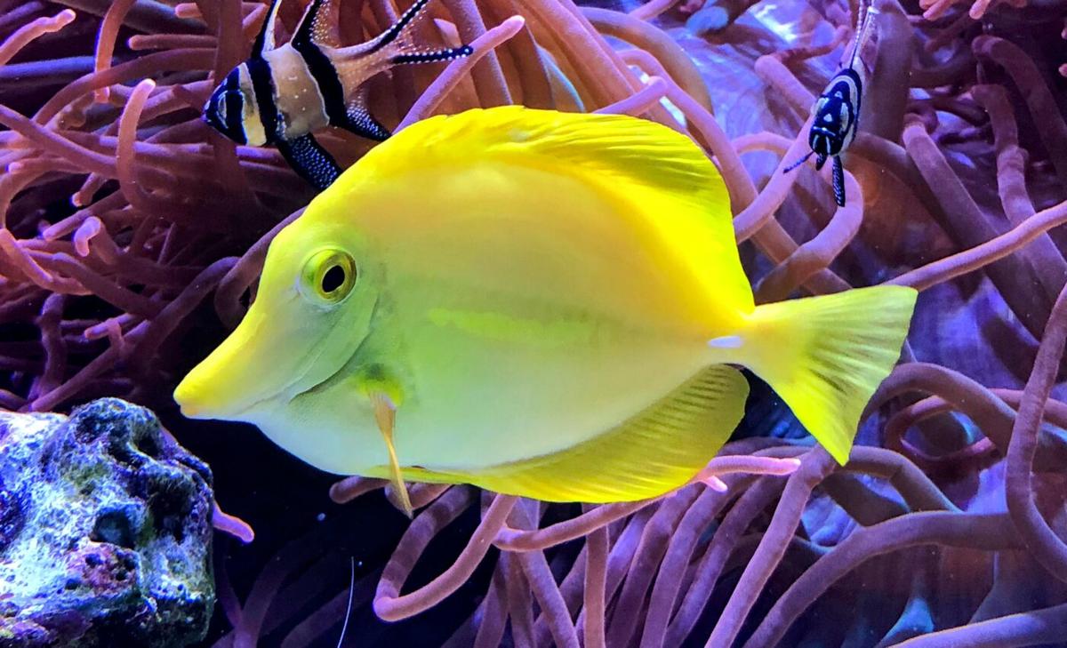 Fish have better color perception than humans
