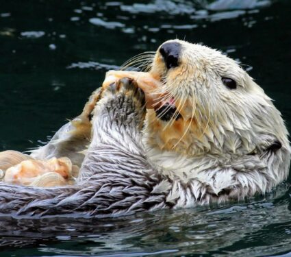 Sea-otters.jpg