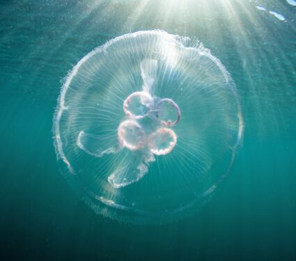 Jellyfish.jpg