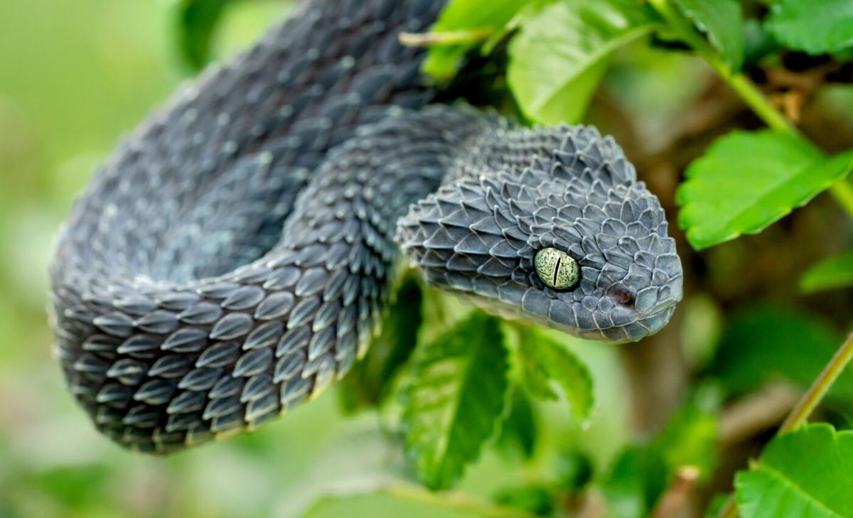 Snakes had an evolutionary explosion after dinosaur extinction