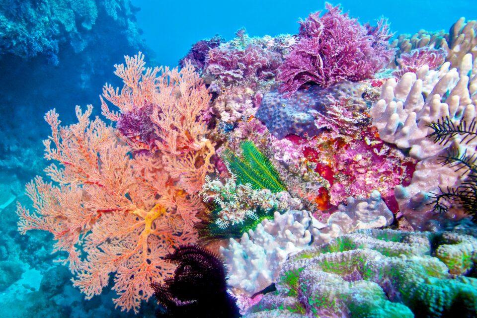 Corals get a boost from other coral species in underwater gardens