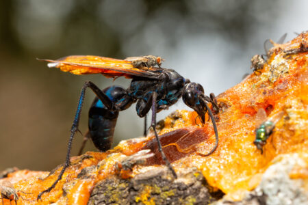Closeup,Of,A,Beautiful,Blue-black,Tarantula,Hawk,Spider,Wasp,With