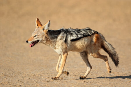 A,Black-backed,Jackal,(canis,Mesomelas),Running,,Kalahari,Desert,,South,Africa