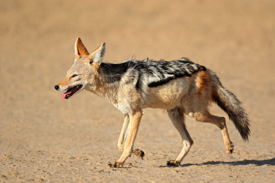Black-backed Jackal
