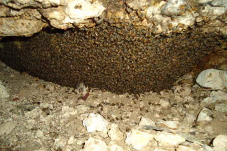 Bee,Hives,In,The,Desert,Are,Always,Underground,Or,In