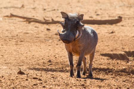 Wild,Hog,In,The,Namib,Desert,In,Namibia