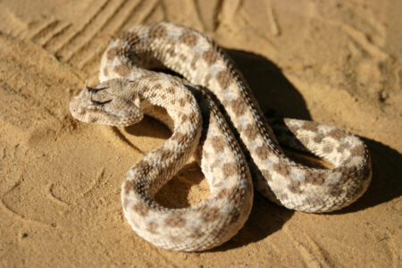 Close-up,Of,Dangerous,Horned,Viper,In,The,Sahara