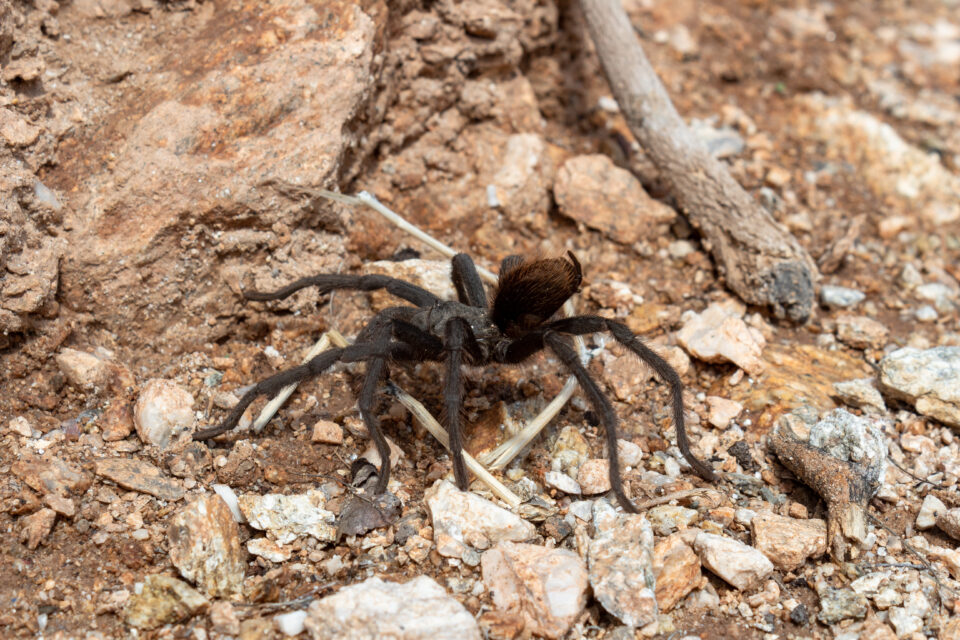Tarantula Spider