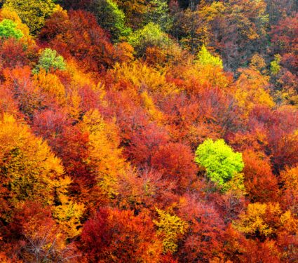 Invasive-shrubs.jpg