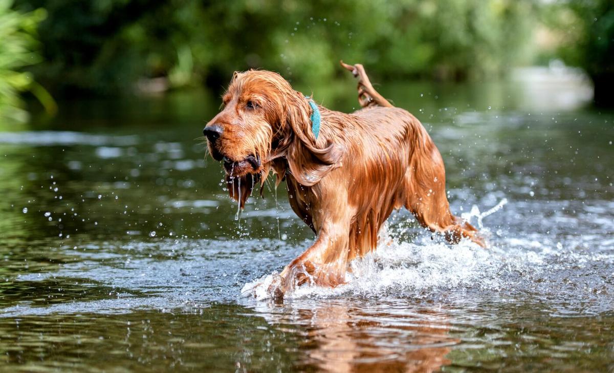 Most pet owners are not prepared for a natural disaster