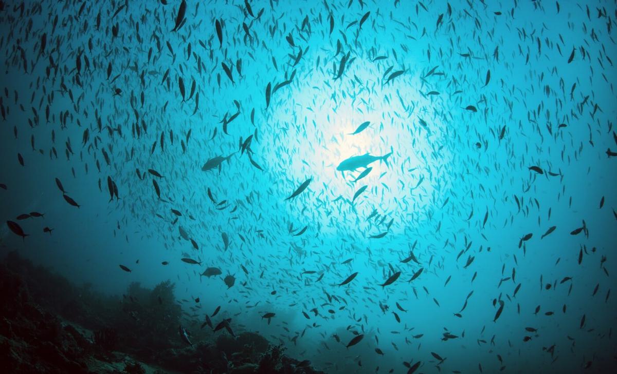 Climate change will profoundly affect plankton communities