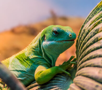 Portrait,Of,Fiji,Banded,Iguana,(brachylophus,Bulabula),Is,Species,Of