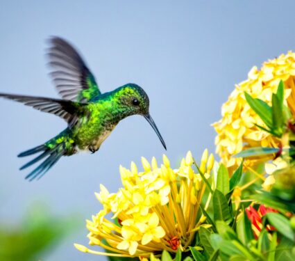 Animal-pollinators.jpg
