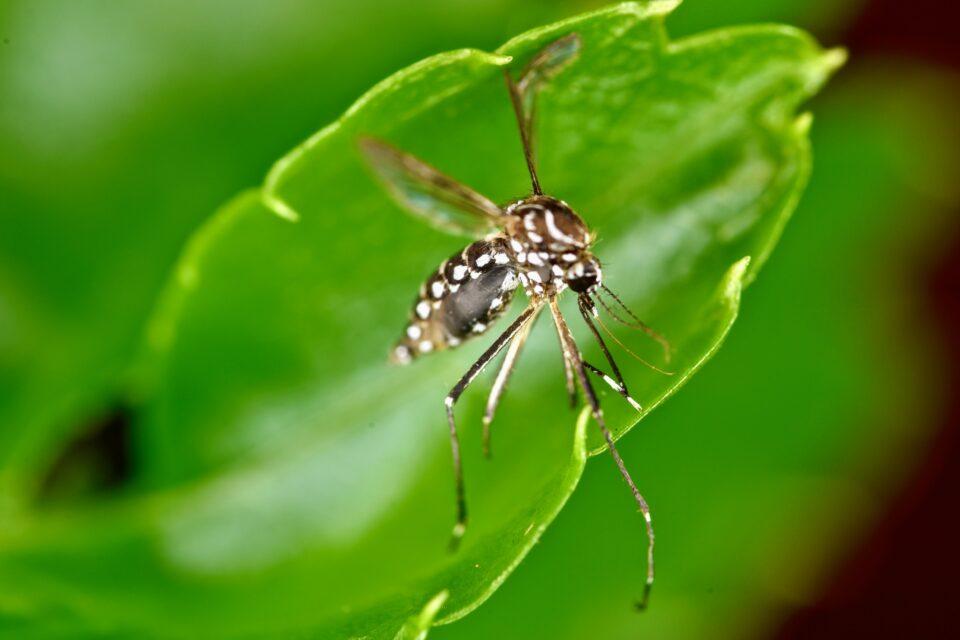Mosquitoes can be tricked into drinking toxic substances