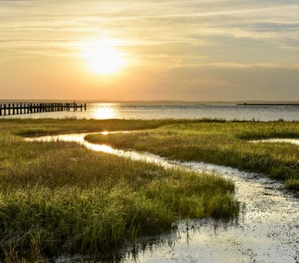 Marshes.jpg
