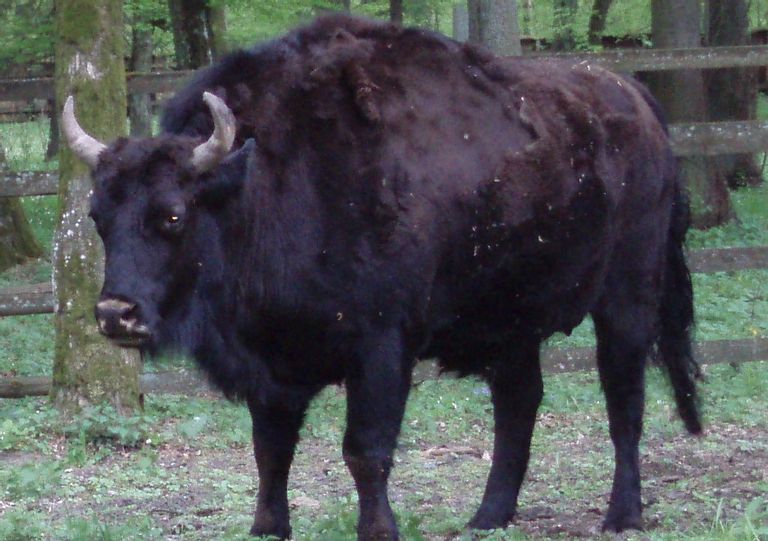 Zubron