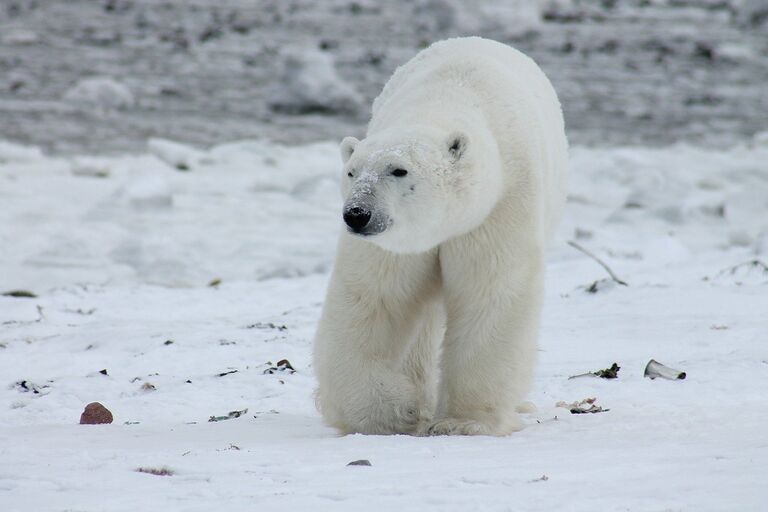 Game Of Thrones: Polar Bear Edition