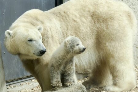 2021/10/polar-bear-560339_1280-768w.jpg