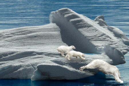 2021/10/polar-bears-955114_1280-768w.jpg