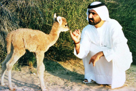 BIRTH OF A HYBRID OF A CAMEL AND A LLAMA