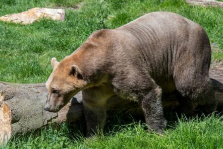 Grolar bear / pizzly bear