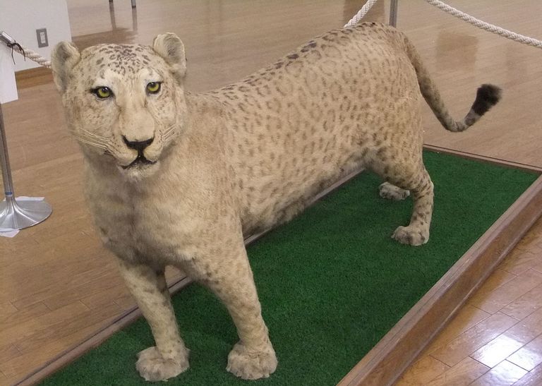 Leopon