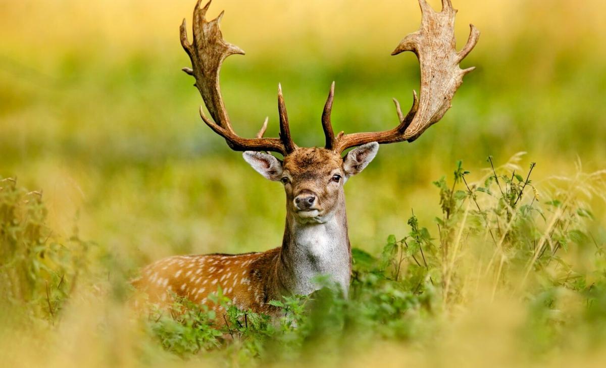 Environmental change makes animals alter their behavior