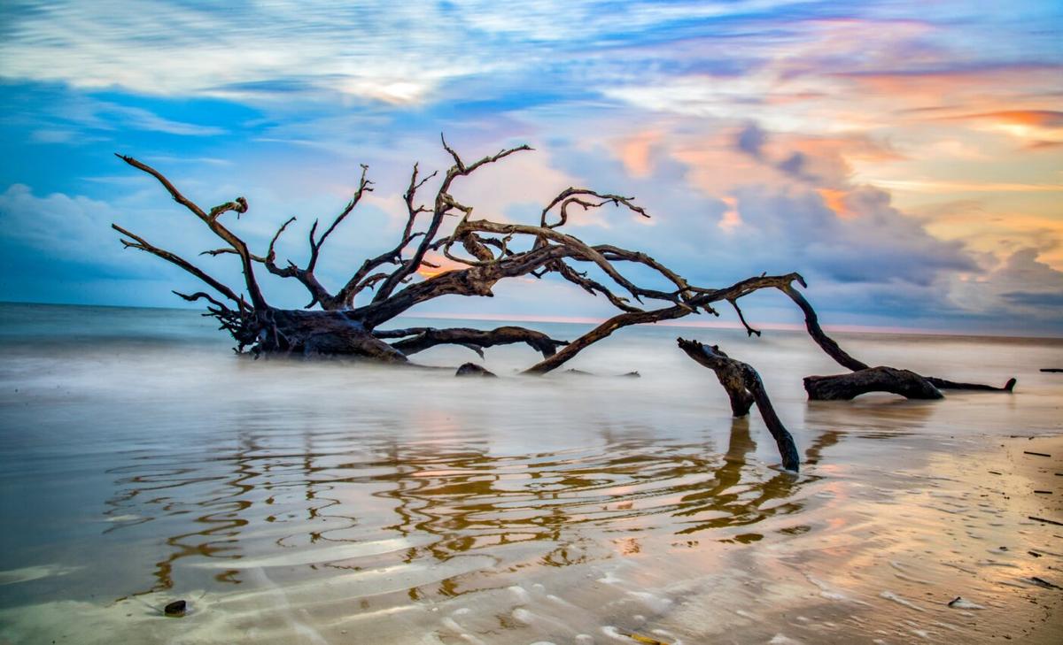 Centuries-old record of Arctic warming found in driftwood