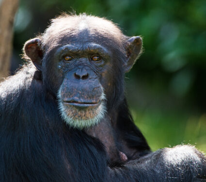 Chimpanzee,Against,A,Background,Of,Dark,Foliage/chimpanzee/chimpanzee