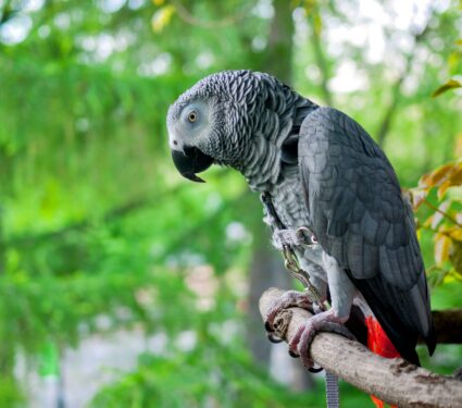 African-grey-parrot.jpg