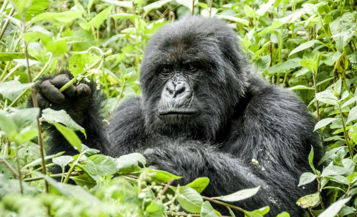 A COVID-19 outbreak could be devastating for mountain gorillas
