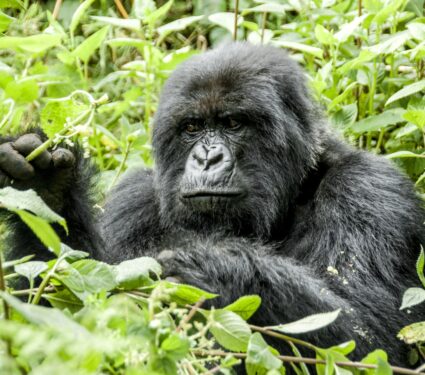 Mountain-gorillas.jpg