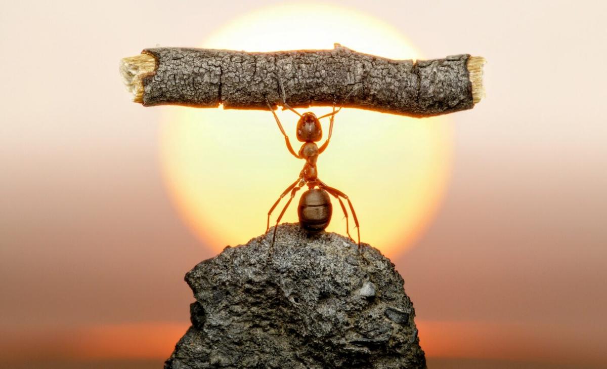 Ants help explain why the human brain shrank 3,000 years ago