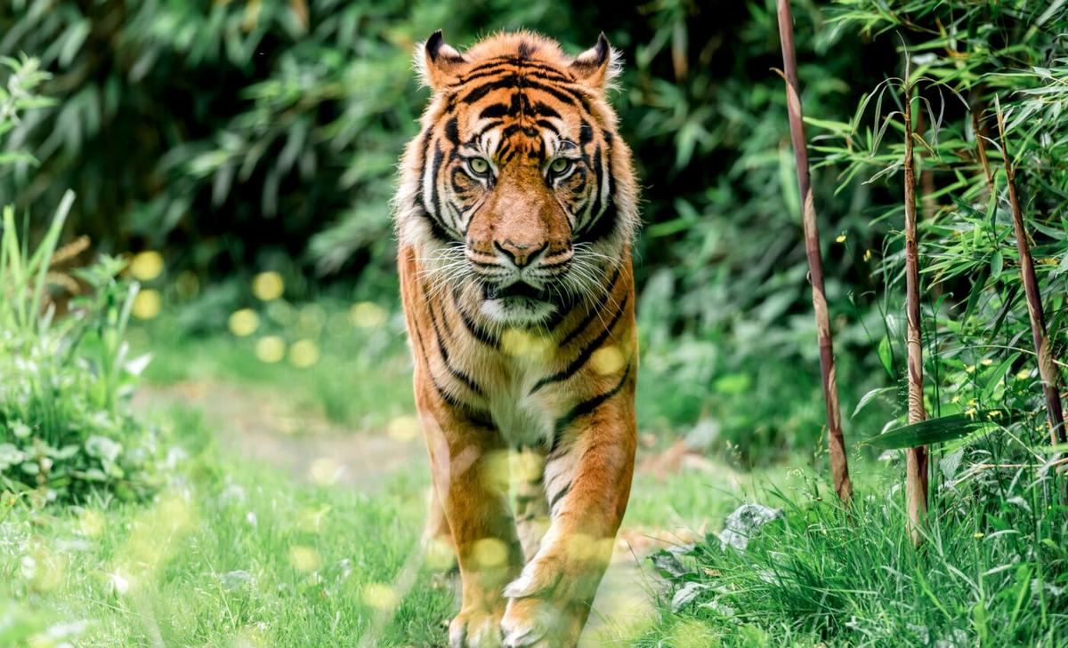 Carnivores modify their behavior to avoid each other